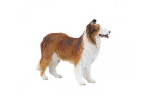 COLLIE-DOG-30230.jpg