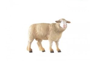 SHEEP-51041.jpg