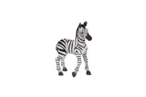 PAPO Zebra Foal